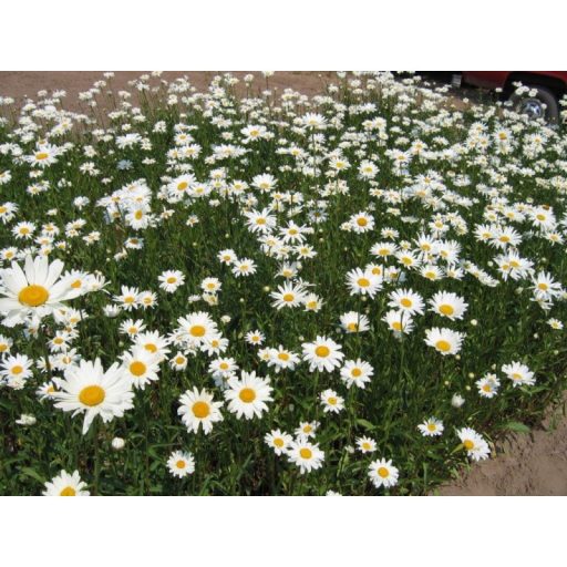 LEUCANTHEMUM X SUPERBUM 'ALASKA' - ÓRIÁS MARGITVIRÁG