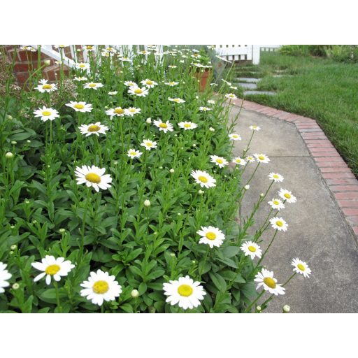 LEUCANTHEMUM X SUPERBUM 'ALASKA' - ÓRIÁS MARGITVIRÁG