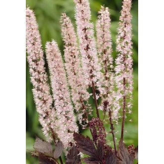 ACTAEA SIMPLEX 'PINK SPIKE'