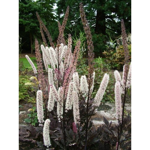 ACTAEA SIMPLEX 'PINK SPIKE'